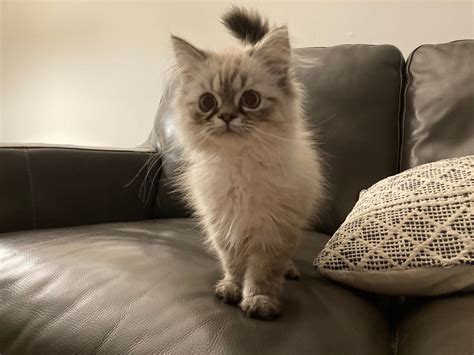 Himalayan and Persian Cats | New Jersey