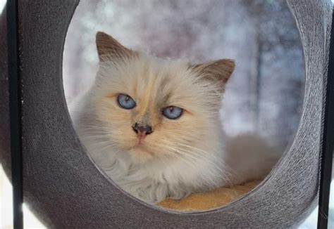 Dlisted | Open Post: Hosted By Karl Lagerfeld’s Cat, Choupette, Turning ...