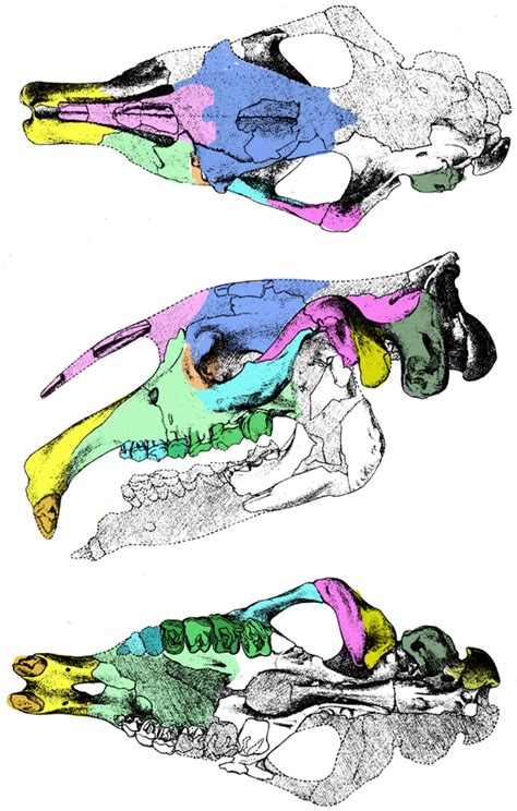 how did the skull change from hyracotherium to equus