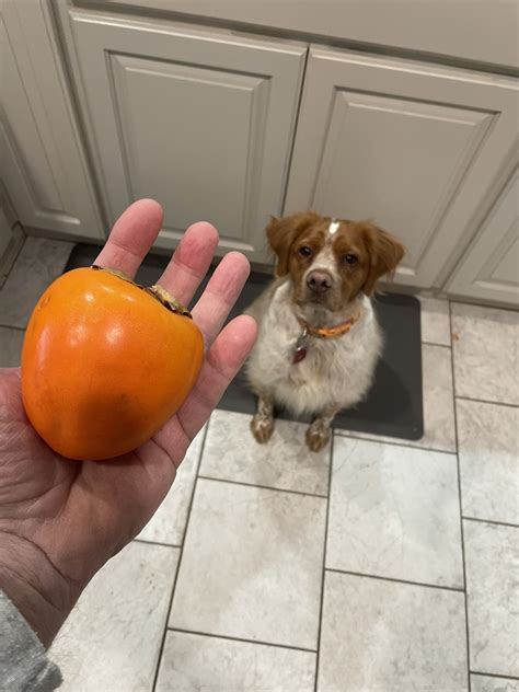 Growing Persimmon Trees | Arkansas Hunting