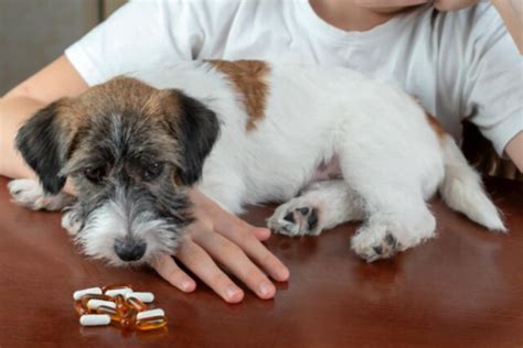 Vitamina K Para Cães - Doses E Usos - Vettop Vida Animal