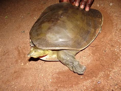 senegal flapshell turtle facts diet habitat pictures  animaliabio