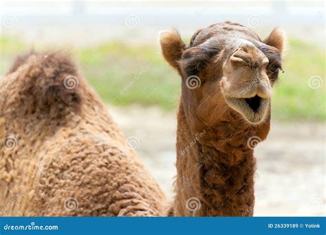 Camelo imagem de stock. Imagem de feriado, divertimento - 26339189