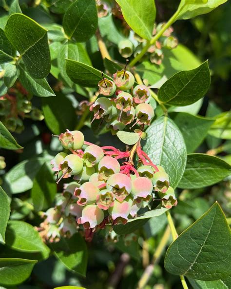 (@bellalynnblueberries) • Instagram photos and videos