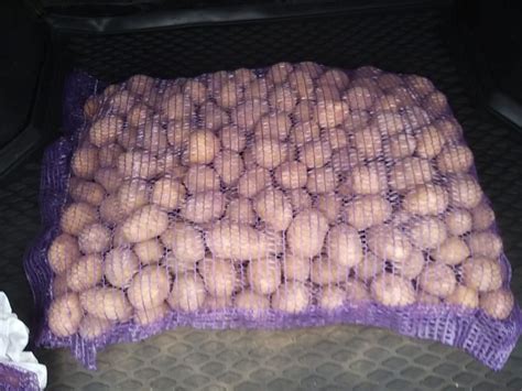 Продам картофель сорт Янка