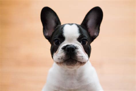 Which Dog Breed Has The Longest Ears