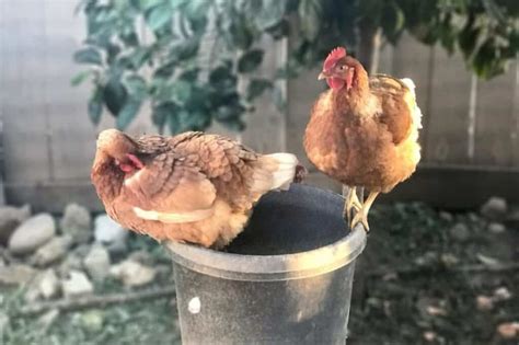 Cinnamon Queen Chicken: All You Need to Know