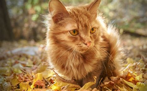 Фотографии с симпатичными котиками | FotoRelax