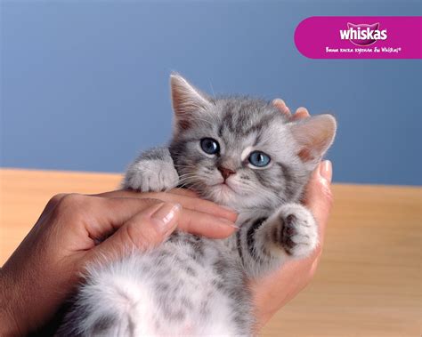 2560x1440 resolution | Whiskas, Cat, Gray, Hand HD wallpaper ...