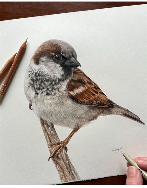 bird drawing ideas creative tips  beginners artofit
