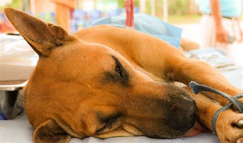 how old does a dog have to be to neutered