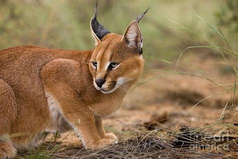 Каракал как домашняя кошка: цена котенка, 29 фото, правила ухода