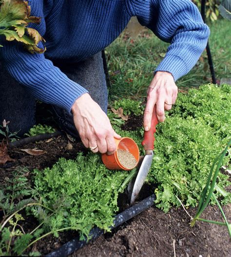 Know what your plants need before fertilizing – Plant Something Oregon