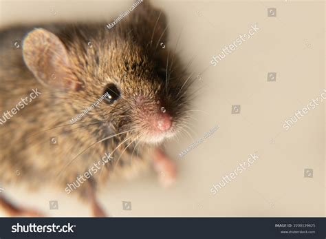 1,642 Musculus Di Mus Images, Stock Photos & Vectors | Shutterstock
