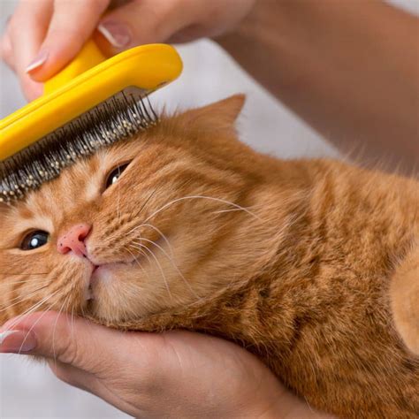 how to care for long haired cats