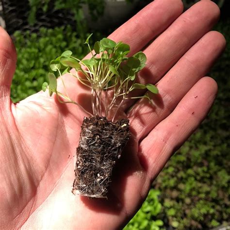 Kale - Etsy