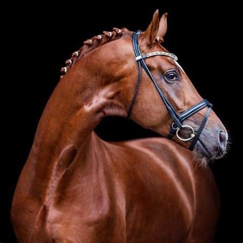 SHU FU | Visit me here at Wauwhorse.com