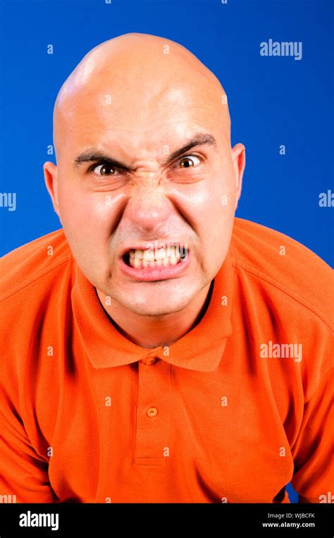 angry bald guy isolated  blue stock photo alamy