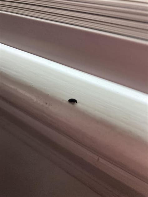 Horrible pic but what is this tiny black bug? : r/whatisthisbug
