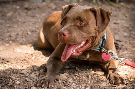 Pitbull zachránil život malému chlapci | DámskýDeník.cz