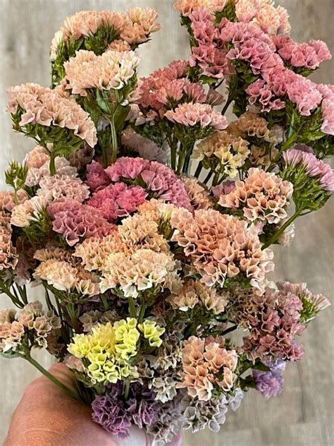 PRESERVED Apricot Statice, Peach Statice, Sinuata Statice, Limonium ...