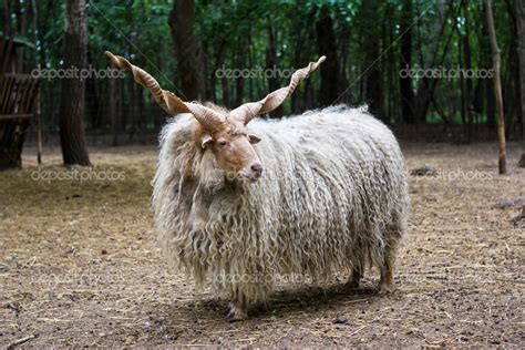 Hungarian 'racka' sheep — Stock Photo © Gaschwald #28590957