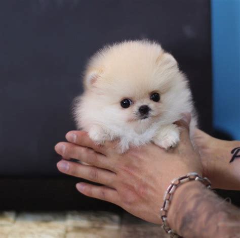 Pixie Ombre Micro Pomeranian