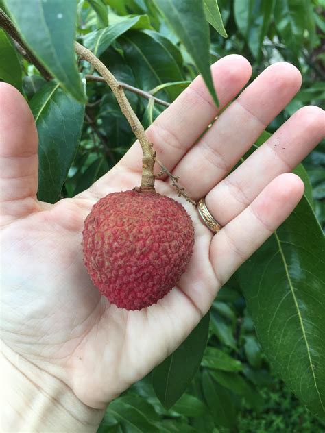 lychee tree fruit 6