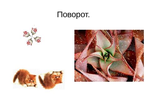 Презентация хромова аня 9 а
