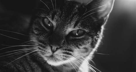 how long for adult cat to adjust to new home