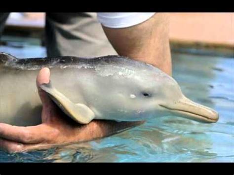 THE MOST CUTE BABY DOLPHIN ! ΝΕΟΓΕΝΝΗΤΟ ΔΕΛΦΙΝΙ ! - YouTube