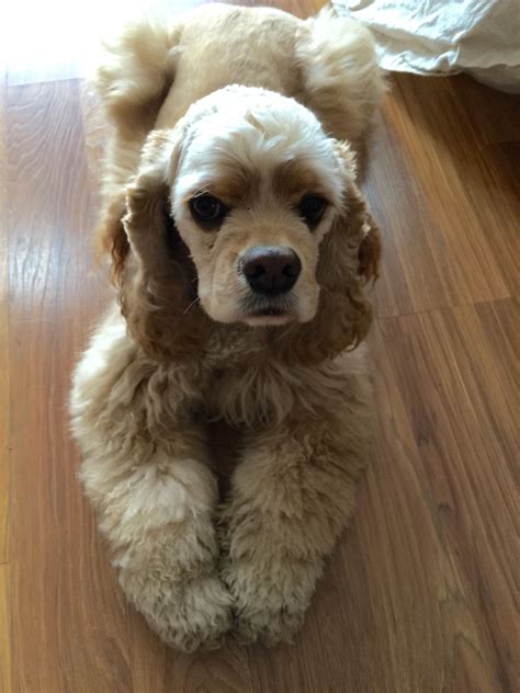 American Cocker Spaniel ~ Classic Look | Cocker spaniel breeds, Cute dogs, Cocker spaniel