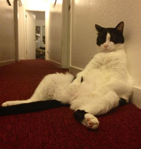 Cat Locked Out of Apartment for 3 Hours When...
