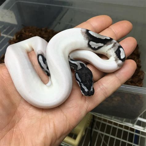top  pet snakes  james saavedra blog