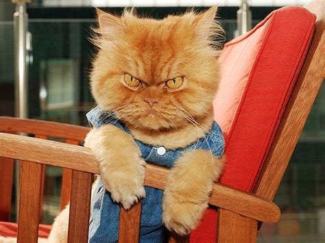 Funny Angry Cat Faces