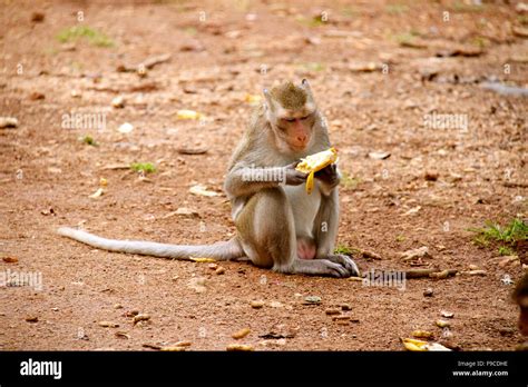 Monkey on Jungle of Thailand Stock Photo - Alamy