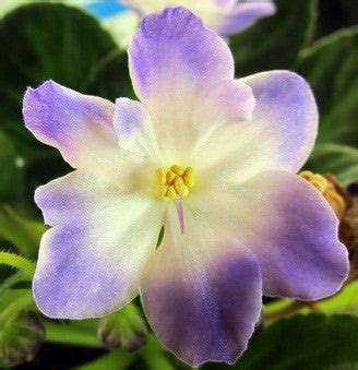 Ness' Blueberry Kiss – bloomlovers.com