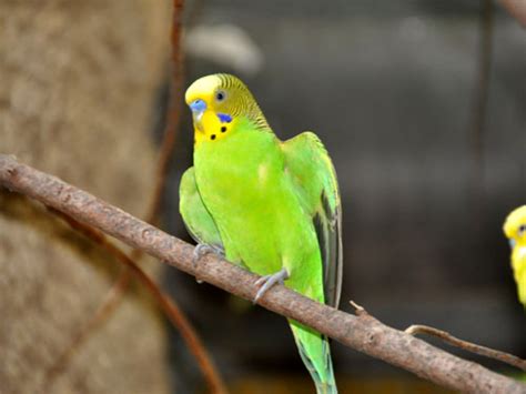 Melopsittacus undulatus / Budgerigar (Breeding-form) in zoos