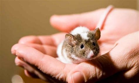 How Long Do Mice Live? | BeChewy