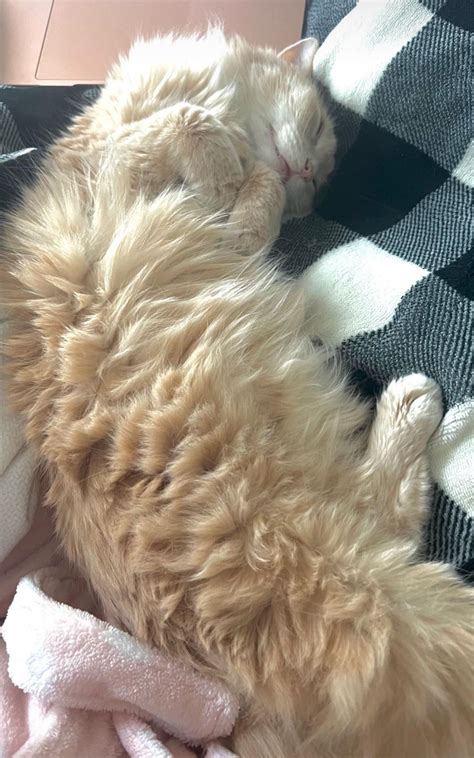 Meowy being a good girl - Power cosplay by xGigglypuff (me) : r/ChainsawMan