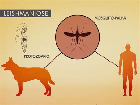 Leishmaniose Canina Pega Em Humanos - FORAM REGISTRADOS 16 CASOS DE LEISHMANIOSE CANINA EM VALINHOS (SP)