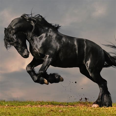 🔥 Free Download Black Stallion Pictures High Quality Wallpaper by