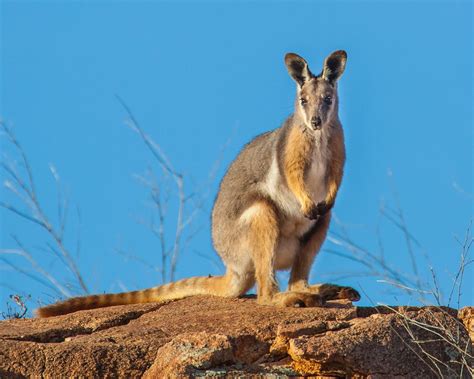 10 Australian animals once thought extinct - Australian Geographic
