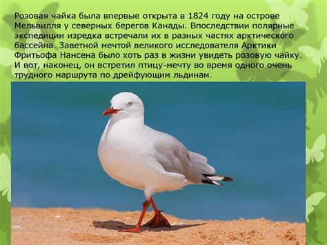 Розовая чайка - презентация онлайн