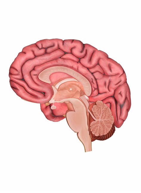 Simple Brain Sketch at PaintingValley.com | Explore collection of ...