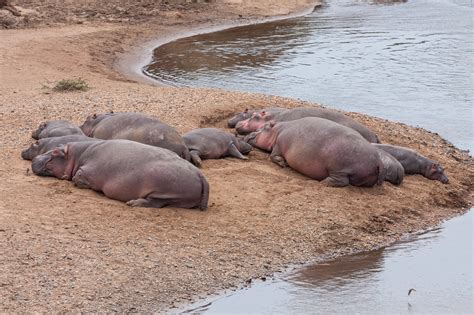 hippo  river wallpapers hippos  search    suitable water