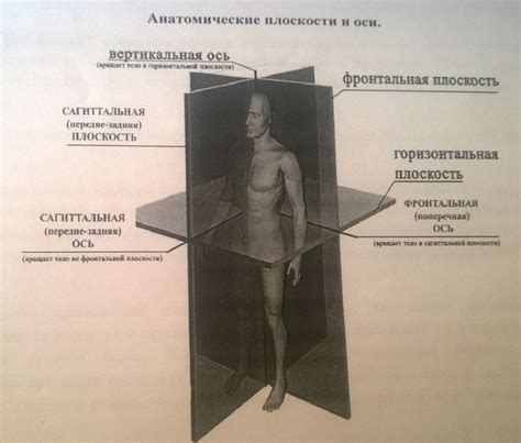 Основные части тела