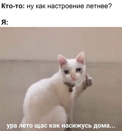 Коты с пальцами вверх - картинки и фото koshka.top