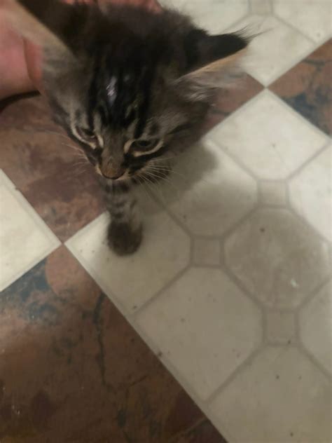 Virtual tours to adopt a kitten near me are coming soon 2