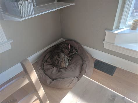 Hiding from the scary roofers making lots of noise. : r/Greyhounds